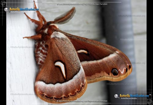 Thumbnail image #2 of the Ceanothus Silkmoth