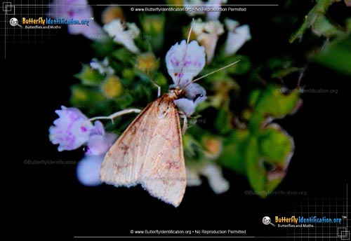 Thumbnail image #1 of the Celery Leaftier Moth