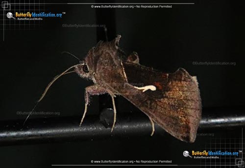 Thumbnail image #1 of the Celery Looper Moth