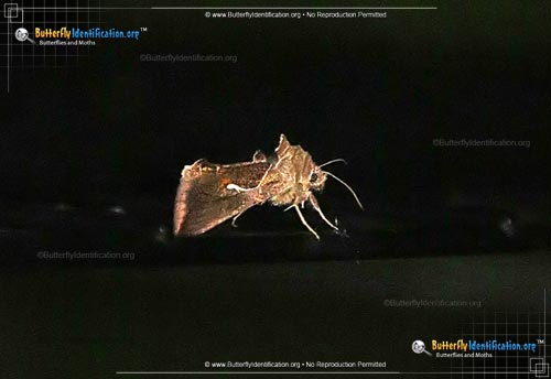 Thumbnail image #2 of the Celery Looper Moth