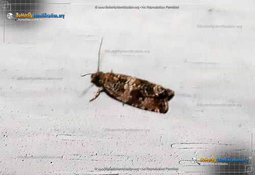 Thumbnail image #1 of the Celypha Moth