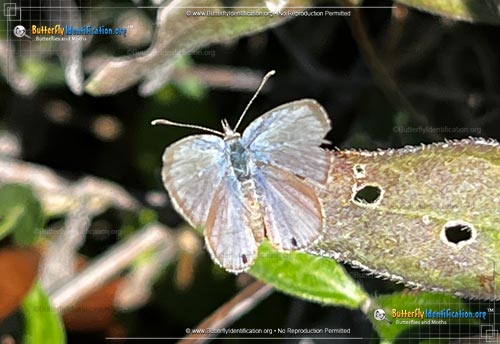 Thumbnail image #1 of the Ceraunus Blue Butterfly