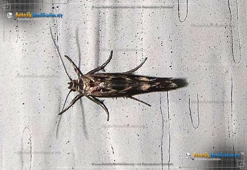 Thumbnail image #1 of the Chenopodium Scythris Moth