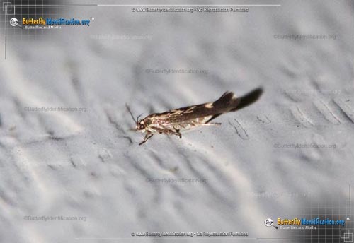 Thumbnail image #2 of the Chenopodium Scythris Moth
