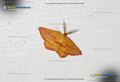 Thumbnail image #1 of the Chickweed Geometer