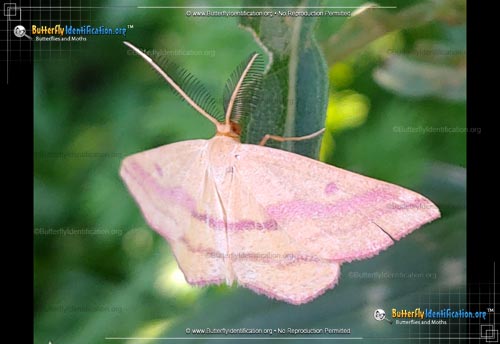 Thumbnail image #3 of the Chickweed Geometer