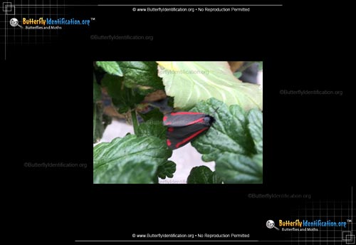 Thumbnail image #1 of the Cinnabar Moth