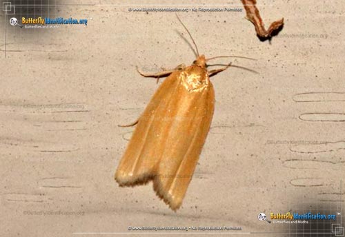 Thumbnail image #1 of the Clemen's Clepsis Moth