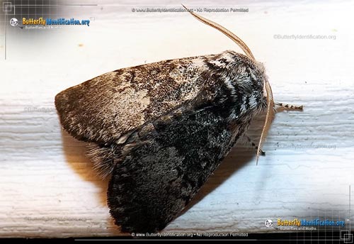 Thumbnail image #1 of the Close-banded Yellowhorn Moth