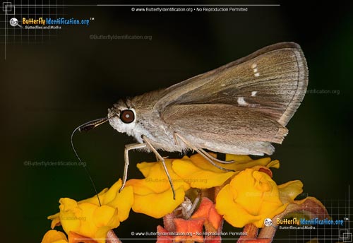Thumbnail image #2 of the Clouded Skipper