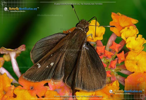 Thumbnail image #1 of the Clouded Skipper