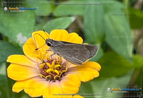 Thumbnail image #6 of the Clouded Skipper