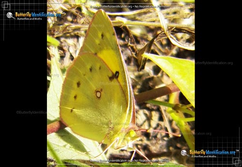 Thumbnail image #1 of the Clouded Sulphur Butterfly