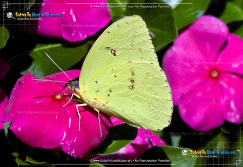 Thumbnail image #1 of the Clouded Sulphur Butterfly