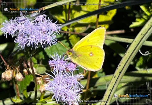 Thumbnail image #5 of the Clouded Sulphur Butterfly