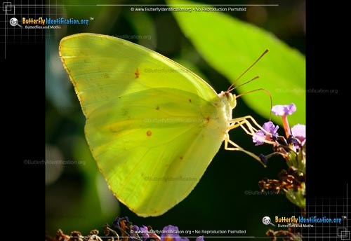 Thumbnail image #1 of the Cloudless Sulphur Butterfly