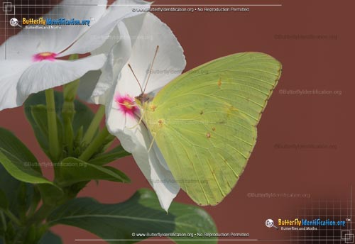 Thumbnail image #4 of the Cloudless Sulphur Butterfly