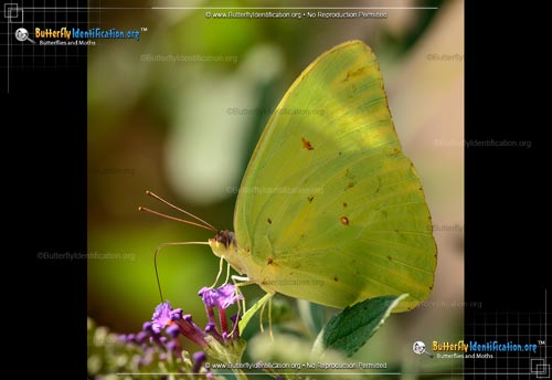 Thumbnail image #2 of the Cloudless Sulphur Butterfly