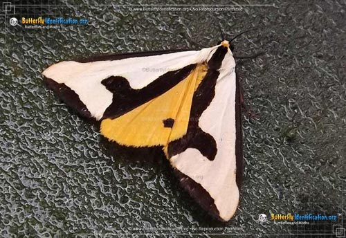Thumbnail image #1 of the Clymene Haploa Moth