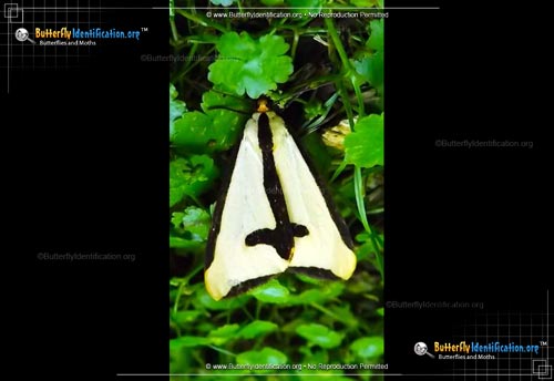 Thumbnail image #2 of the Clymene Haploa Moth
