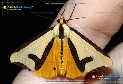 Thumbnail image #3 of the Clymene Haploa Moth
