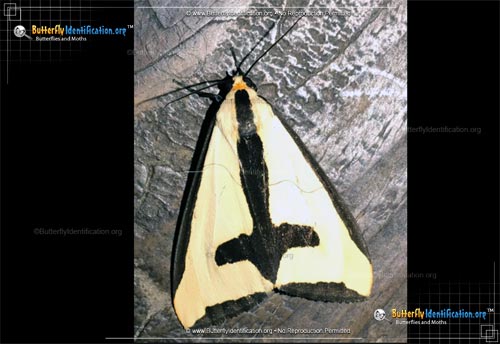 Thumbnail image #4 of the Clymene Haploa Moth