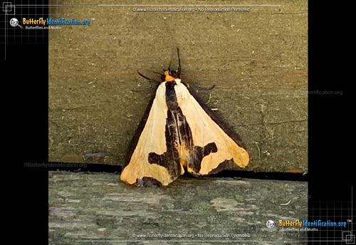 Thumbnail image #5 of the Clymene Haploa Moth