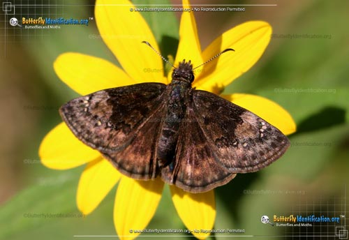 Thumbnail image #1 of the Columbine Duskywing Butterfly