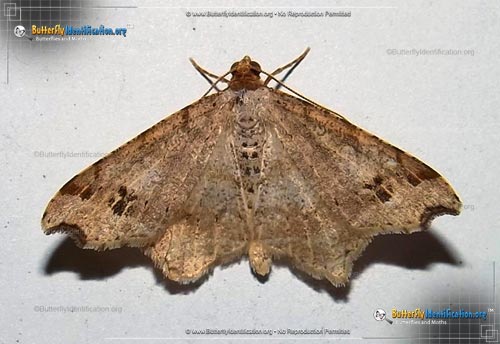 Thumbnail image #1 of the Common Angle Moth