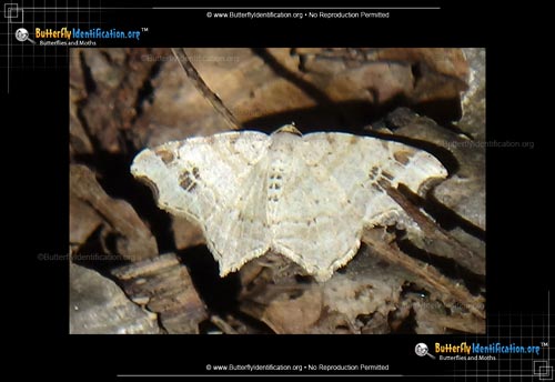 Thumbnail image #2 of the Common Angle Moth