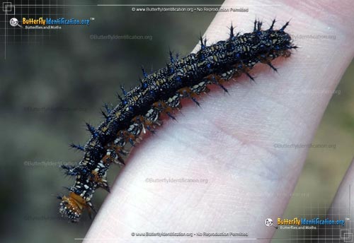 Thumbnail caterpillar image of the Common Buckeye Butterfly