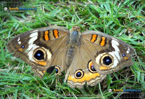 Thumbnail image #5 of the Common Buckeye Butterfly