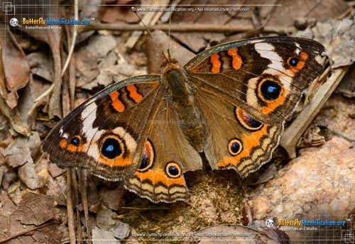 Thumbnail image #4 of the Common Buckeye Butterfly