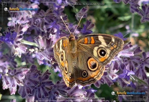 Thumbnail image #3 of the Common Buckeye Butterfly