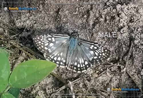 Thumbnail image #3 of the Common Checkered-Skipper