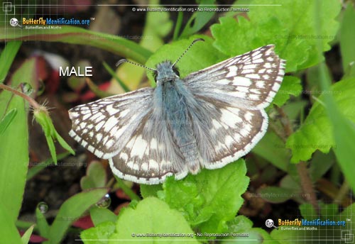 Thumbnail image #1 of the Common Checkered-Skipper