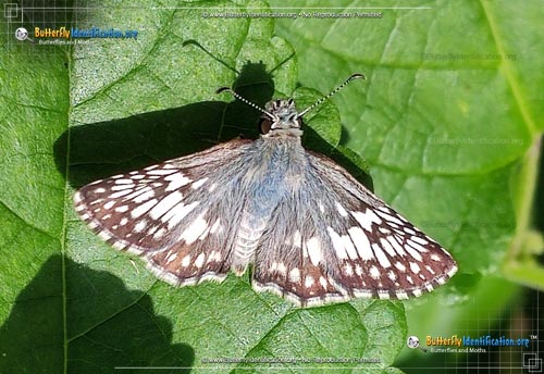 Thumbnail image #2 of the Common Checkered-Skipper
