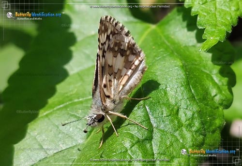 Thumbnail image #4 of the Common Checkered-Skipper