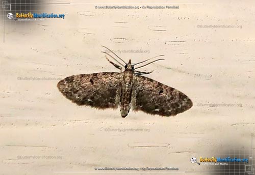Thumbnail image #1 of the Common Eupithecia Moth