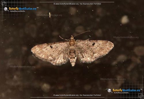 Thumbnail image #2 of the Common Eupithecia Moth