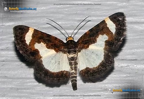 Thumbnail image #1 of the Common Spring Moth