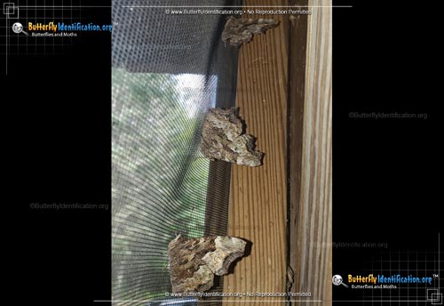 Thumbnail image #3 of the Compton Tortoiseshell Butterfly