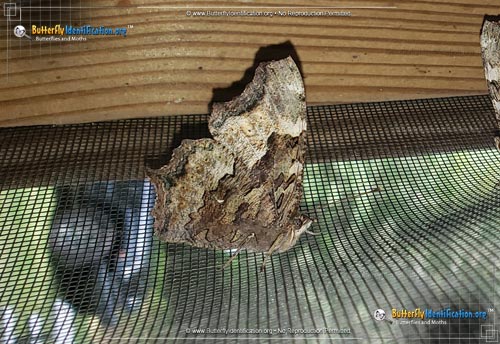 Thumbnail image #2 of the Compton Tortoiseshell Butterfly