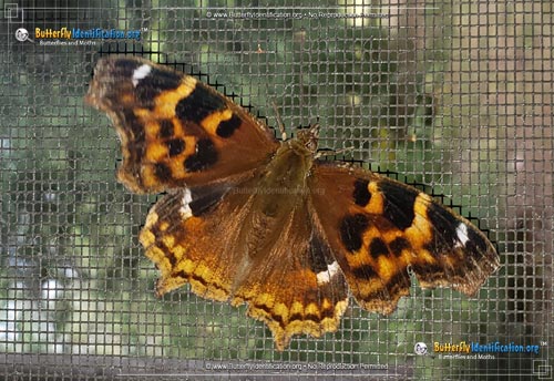 Thumbnail image #1 of the Compton Tortoiseshell Butterfly