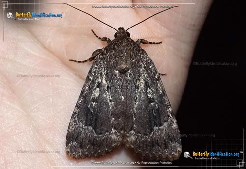 Thumbnail image #1 of the Copper Underwing