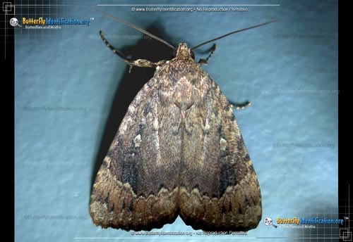 Thumbnail image #2 of the Copper Underwing