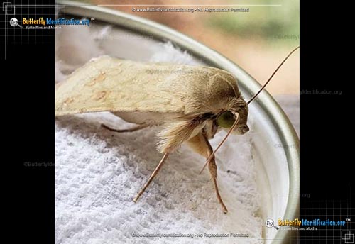 Thumbnail image #3 of the Corn Ear Worm Moth