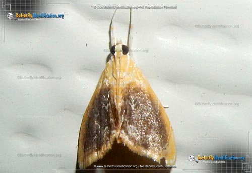 Thumbnail image #1 of the Crambid Snout Moth