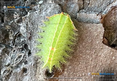 Thumbnail image #1 of the Crowned Slug Moth