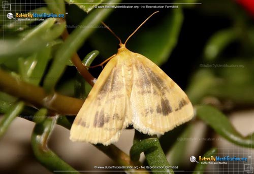 Thumbnail image #1 of the Currant Spanworm Moth